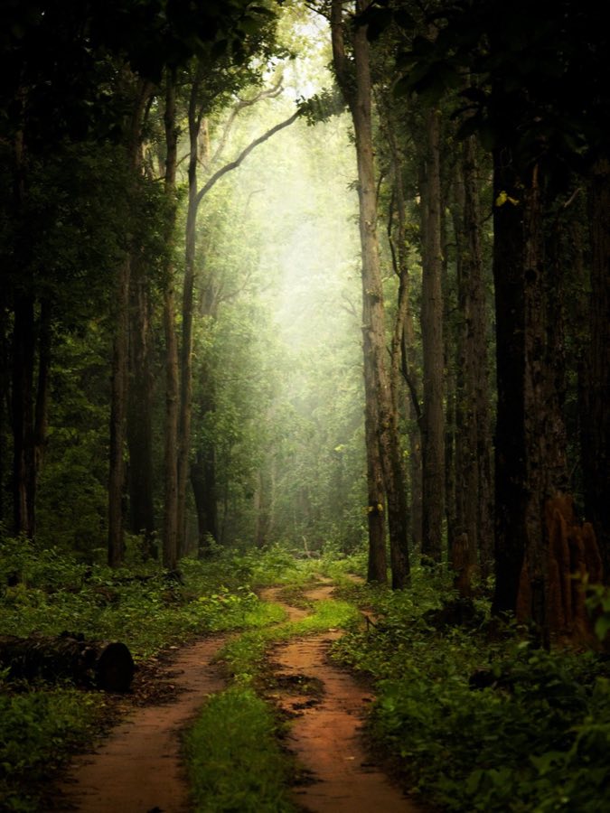 A quiet green forest path illuminated by soft sunlight